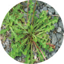 Dandelion