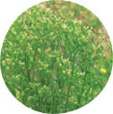 Fleabane
