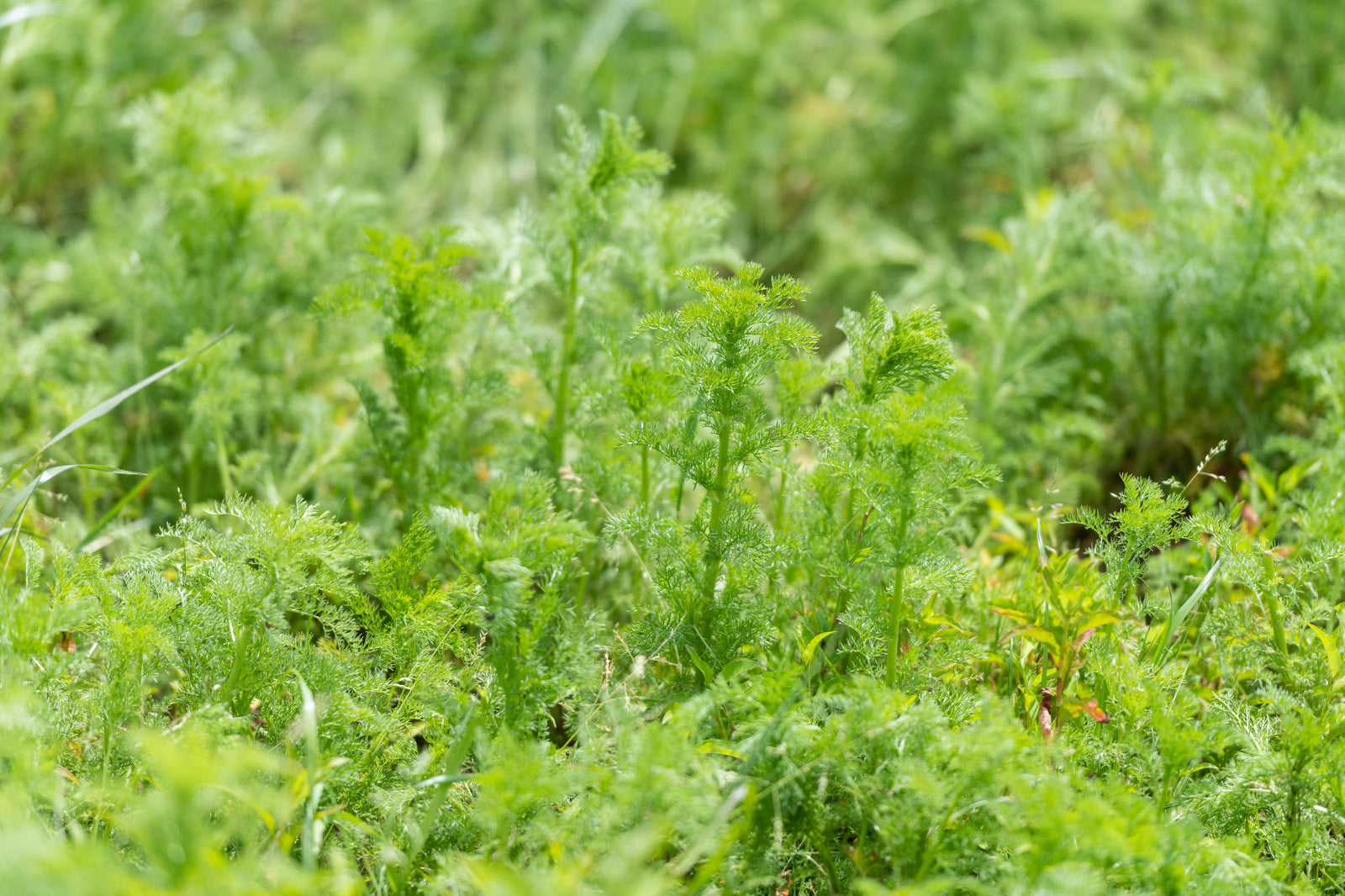 stinking mayweed