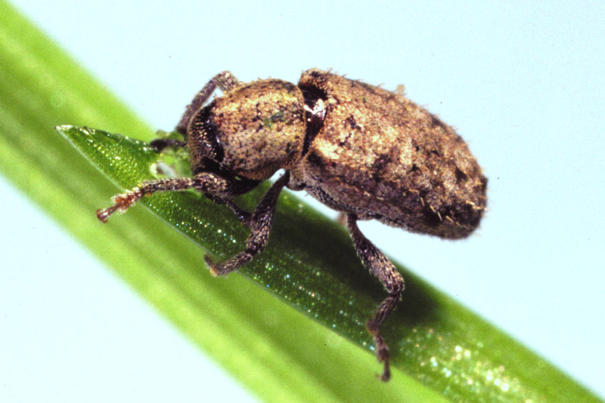 Argentine stem weevil - SPRAYLINK